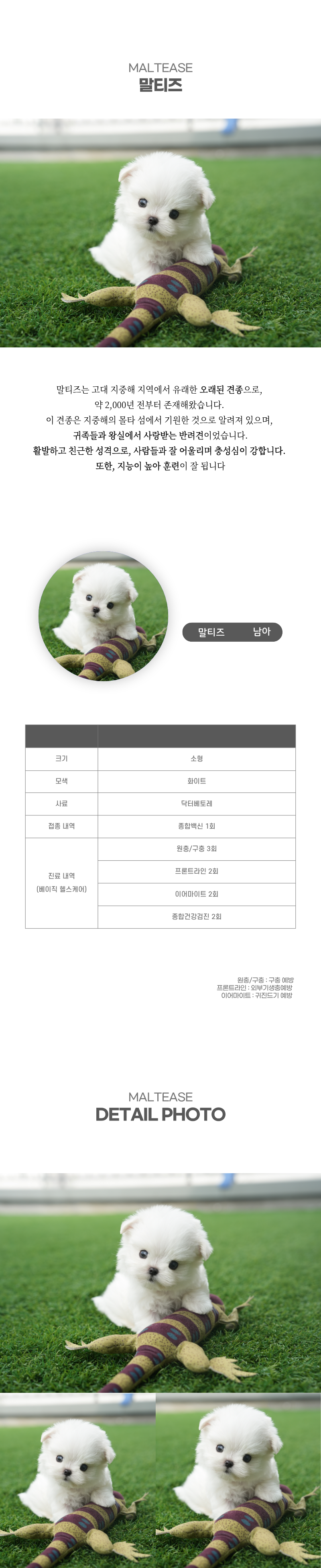 말티즈_상세이미지_2